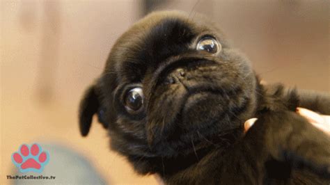 Pugs GIFs - Get the best GIF on GIPHY