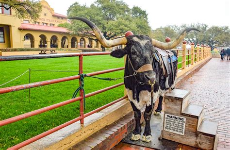 A Guide To The Fort Worth Stockyards | Explore Shaw