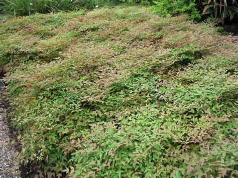 Nandina domestica cv Harbour Dwarf - UF/IFAS Assessment - University of Florida, Institute of ...