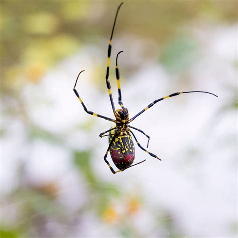 Japanese Spiders