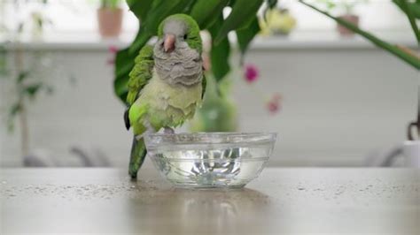 Young Green Quaker Parrot Drinks Water Stock Footage Video (100% Royalty-free) 1073273915 ...