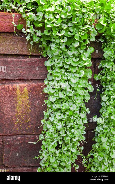 Creeping plants hi-res stock photography and images - Alamy