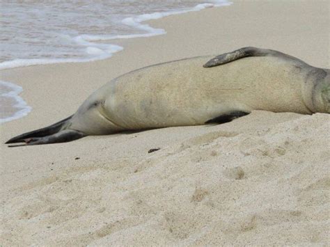 Hawaiian monk seal off Big Island relocated after aggressive behavior toward oceangoers