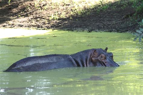 angry-hippo-compressed – Waltons in Malawi (and Beyond)…