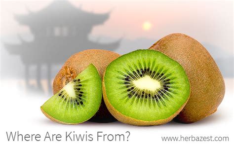 Where are Kiwis From? | HerbaZest