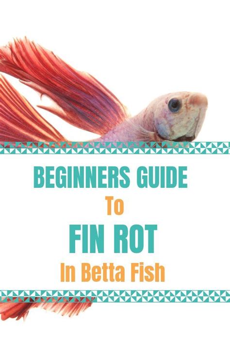 Betta Fin Rot Guide | Symptoms, how to treat and prevention | Betta fish, Fish fin, Betta