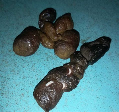 Worms in Cat Poop - With Pictures & Veterinarian Advice - Cat-World