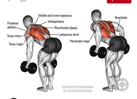 Tone up Tuesday muscle of the week your latissimus dorsi. This a great exercise to tone up your ...