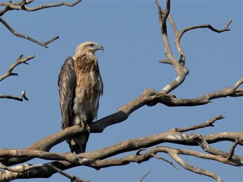 White bellied sea eagle - Australian Photography