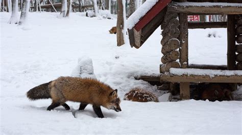 Fox Village Japan | Fox village japan, Day trips from tokyo, Japan