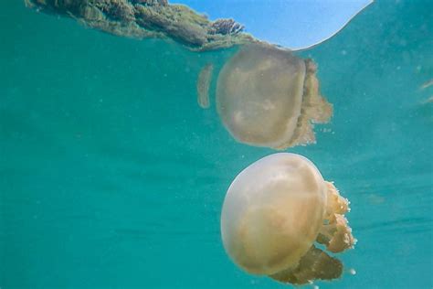 The 4 species of jellyfish of Kakaban's lake [Video] | Le Big Trip