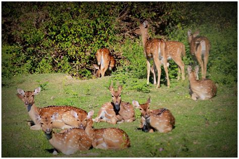 Bandipur National park – My Camera Log