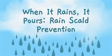 Rain Scald: When It Rains It Pours Infographic - The Open Sanctuary Project