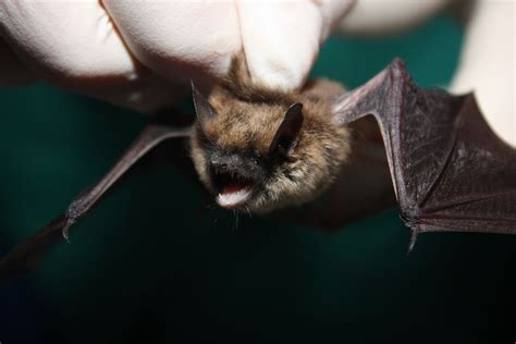 Eastern small-footed myotis - Wikipedia