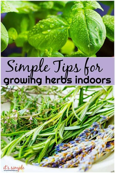 6 CRAZY Simple Tips for Growing Herbs Indoors- FRESH FRAGRANT