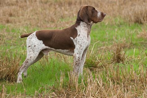 5 Lesser Known Hunting Dog Breeds | Artful Living Magazine