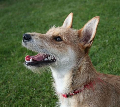 File:Terrier mixed-breed dog.jpg - Wikipedia