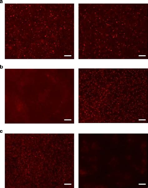 Typical microscope pictures representing the electroporated cells.... | Download Scientific Diagram