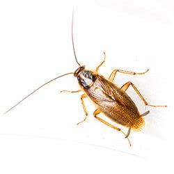 German Cockroaches | Facts & Identification, Control & Prevention