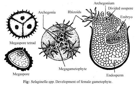 SELAGINELLA - CLASSIFICATION, STRUCTURE OF SPOROPHYTE, REPRODUCTION, STRUCTURE OF GAMETOPHYTE ...