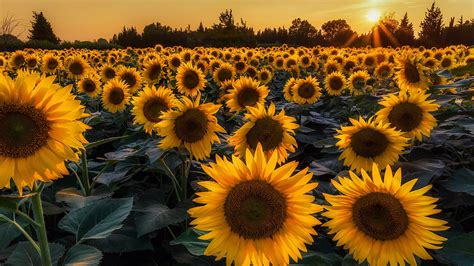 sunflower field, flower, sunflowers, flowering plant, summer, 4K ...