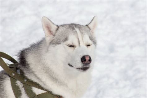 30+ Siberian Husky Sleeping In The Snow Stock Photos, Pictures ...