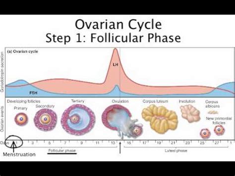 Chapter 28 The Ovarian Cycle Summary and Follicular Phase - YouTube