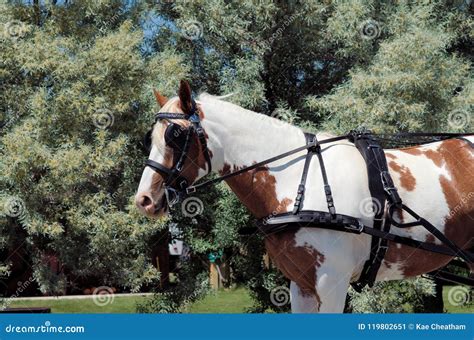 Tack Equipment of Draft Horses Stock Image - Image of strap, enterprise ...