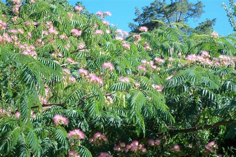 Mimosa Tree Flower