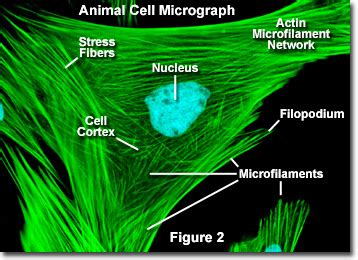 Molecular Expressions Cell Biology: Microfilaments