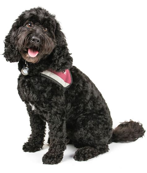 Black adult cavapoo