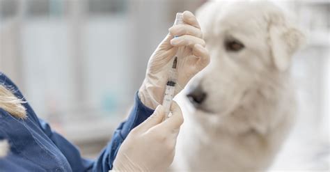 Dog Flu: Symptoms, the Vaccine, and More About the Pet Epidemic