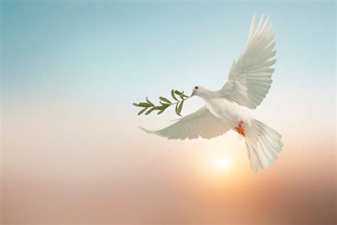 Dove With Olive Branch Clipart Peace Dove Clipart PNG | lupon.gov.ph