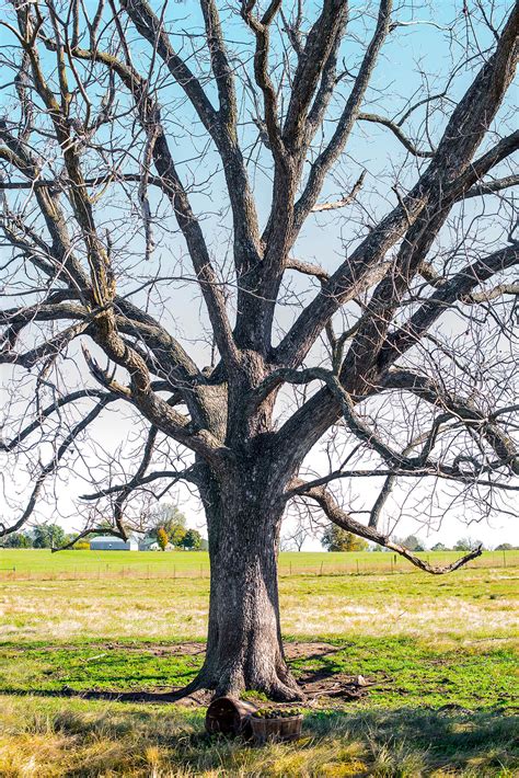 Growing Black Walnut Trees - Hammons Black Walnuts