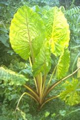 Giant taro Edible Plant