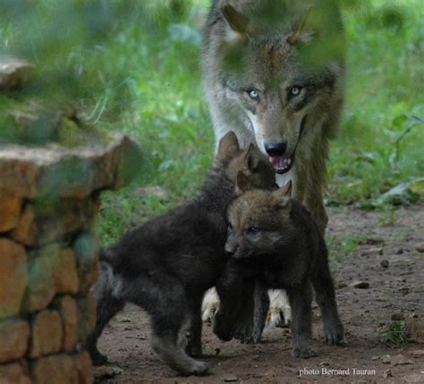 Gray Wolf Female with Her Pups | Wolves./ | Pinterest