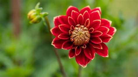 Download Nature Dahlia 4k Ultra HD Wallpaper