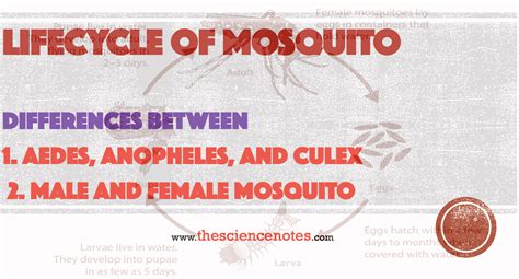 Lifecycle of Mosquito: Differences between Aedes, Anopheles, and Culex