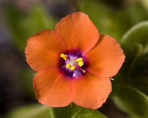 Scarlet Pimpernel | California wildflowers, Woodland flowers, Bloom