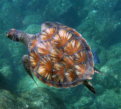 Fotos de Fernando de Noronha: Imagens e fotografias