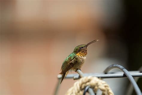 Close Up Photo of a Hummingbird · Free Stock Photo