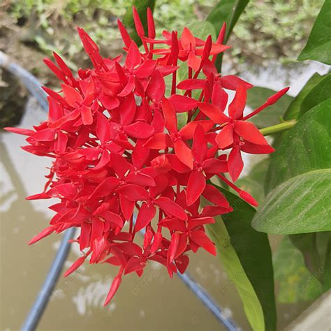 Red Jungle Geranium Flower Background, Ixora, Soka, Flower Background ...