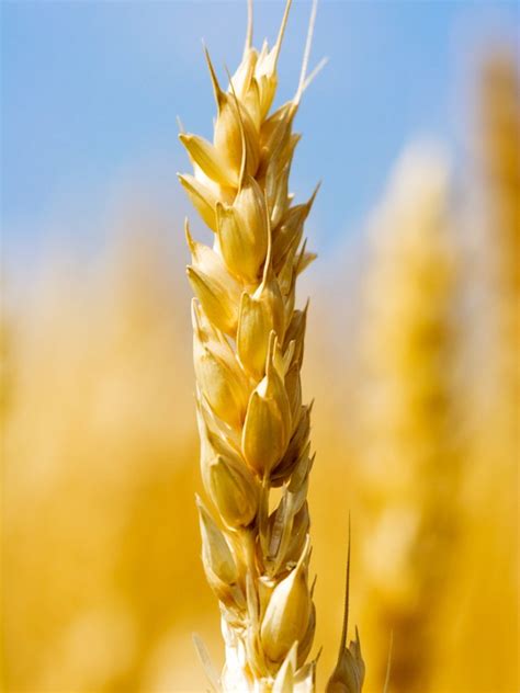 Wheat Growing Information: Tips On Caring For Backyard Wheat Grain