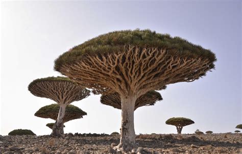 The Dragon's Blood tree is one of the strangest trees in the world