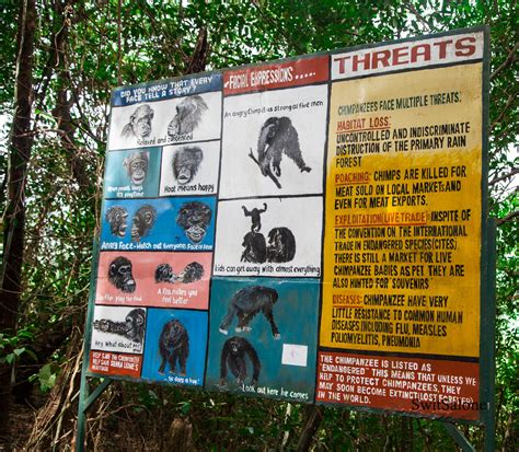 Tacugama Chimpanzee Sanctuary-Sierra Leone-Wildlife-Chimpanzee-19 | SwitSalone