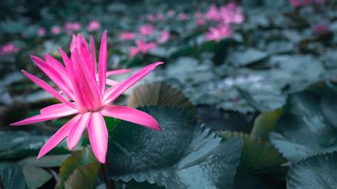 Close-up beautiful pink lotus flower in pond.Pink Lotus Flower background Lily Floating on The ...