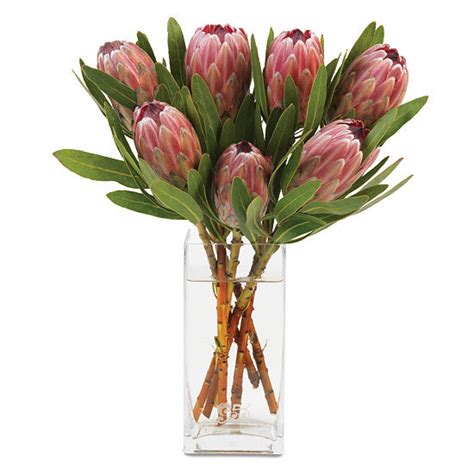 Pink Protea Bouquet - Calyx Flowers, Inc