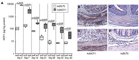 (A) Tissue monocyte chemoattractant protein 1 (MCP-1) levels following... | Download Scientific ...