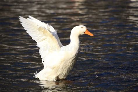 Flying duck above water stock photo. Image of beijing - 13404250