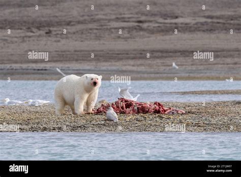 Canada, Nunavut, Coningham Bay. Polar bear feeding on a beluga whale carcass Stock Photo - Alamy